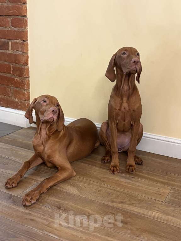 Собаки в Москве: Хью  Мальчик, Бесплатно - фото 8