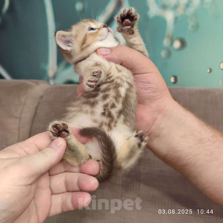 Кошки в Москве: Шоколадная девочка Девочка, 20 000 руб. - фото 7