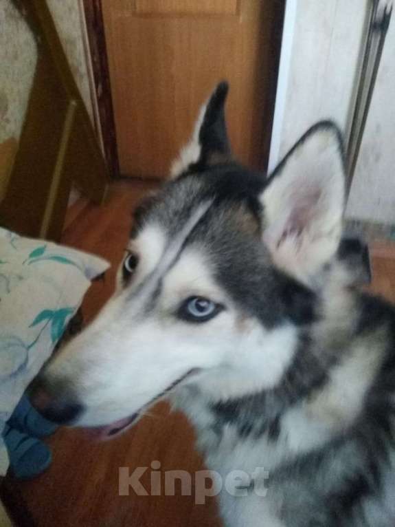 Собаки в Санкт-Петербурге: Найден молодой хаски Мальчик, 1 руб. - фото 2