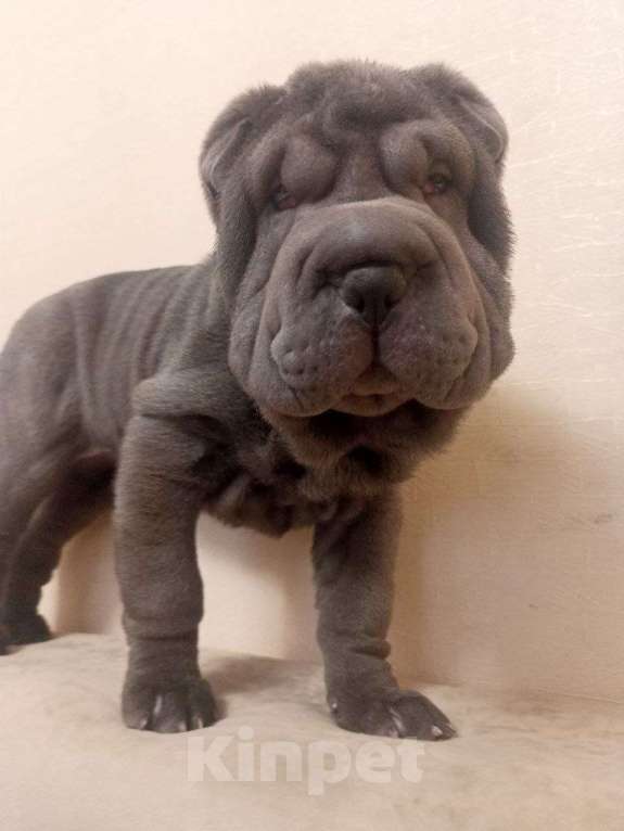 Собаки в Омске: Шарпей, щенок Девочка, Бесплатно - фото 1