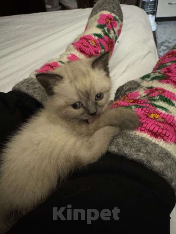 Кошки в Санкт-Петербурге: Шотландская прямоухая кошечка с документами Девочка, 40 000 руб. - фото 2