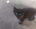 Кошки в Ростове-на-Дону: Котята в добрые руки Мальчик, Бесплатно - фото 3