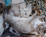 Кошки в Севастополе: Невские котята Мальчик, Бесплатно - фото 1