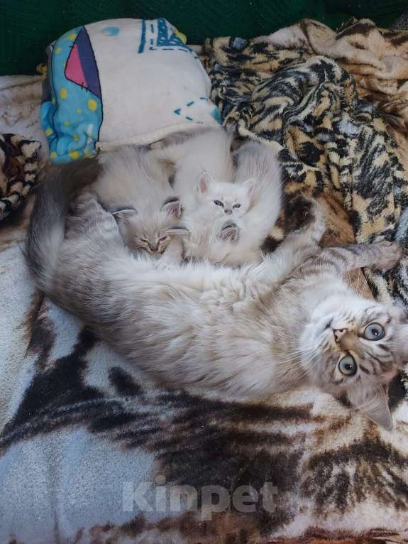 Кошки в Севастополе: Невские котята Мальчик, Бесплатно - фото 1