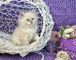 Кошки в Москве: Котенок девочка породы Невская Маскарадная Аделия Девочка, Бесплатно - фото 3