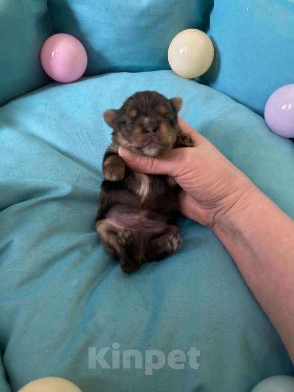 Собаки в Москве: Крупный мальчик йорк чёрный мрамор под резерв Мальчик, Бесплатно - фото 6