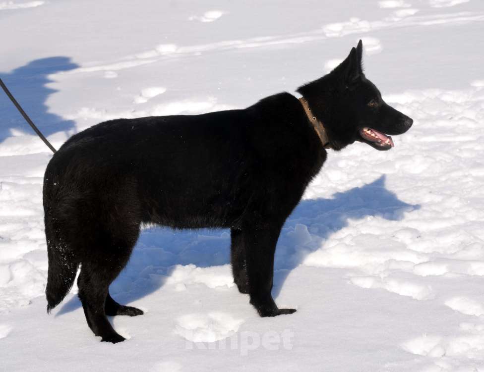 Собаки в Москве: Чёрная немецкая овчарка Девочка, Бесплатно - фото 2