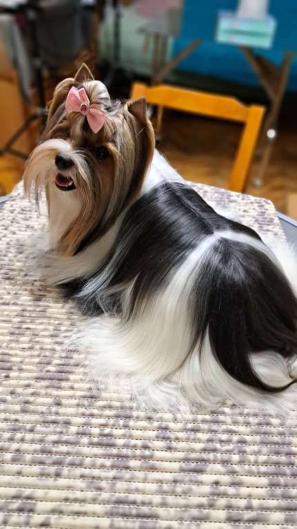 Собаки в Москве: Девочка Бивер Девочка, 265 000 руб. - фото 6