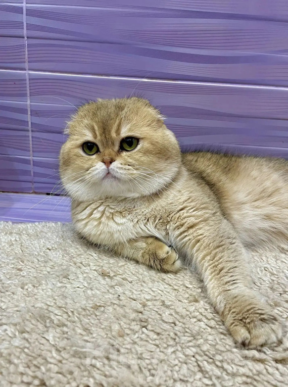 Кошки в Балашихе: Плюшевые милашки Девочка, 15 000 руб. - фото 10