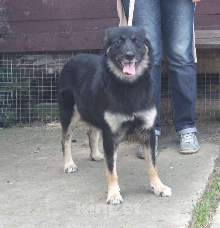 Собаки в Москве: Ласкуша Алиса живет и надеется найти свою родную семью Девочка, Бесплатно - фото 7