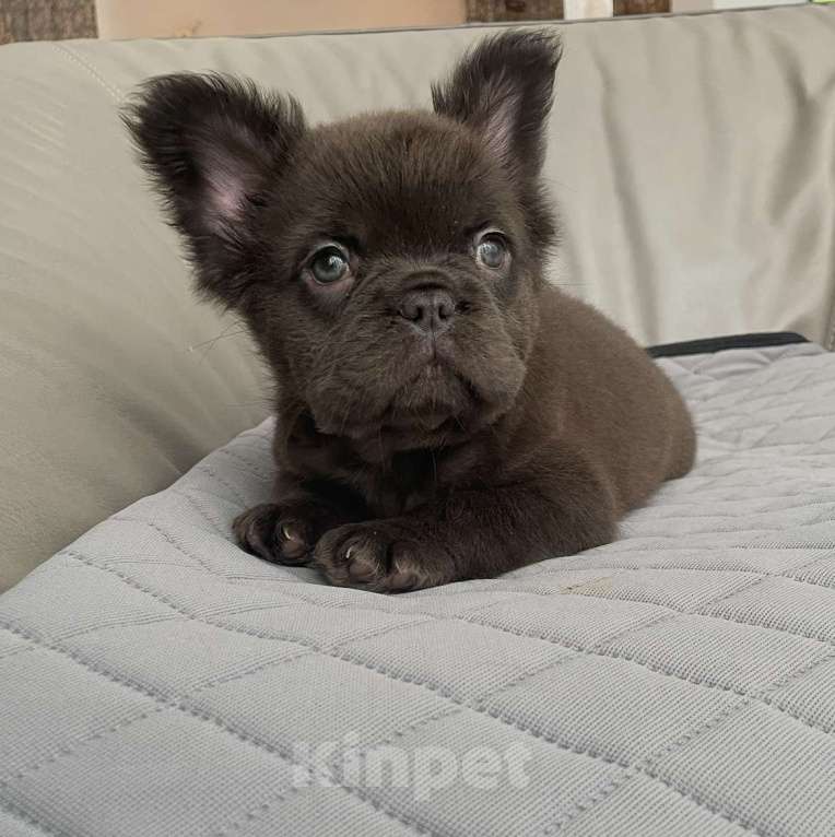 Собаки в Санкт-Петербурге: Мальчик длинношерстный фр. Бульдог Мальчик, 50 000 руб. - фото 2