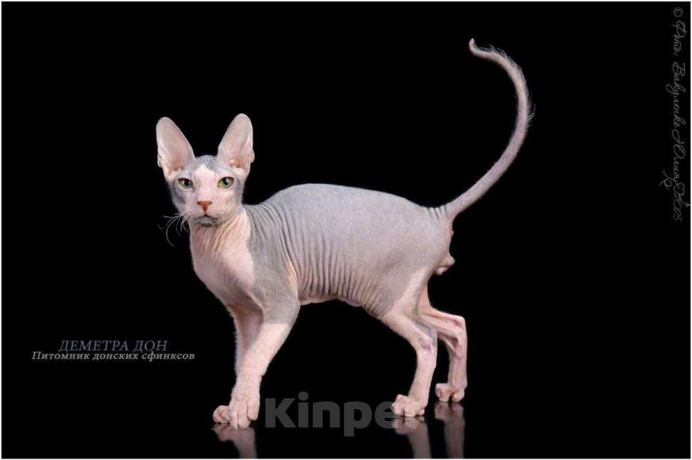 Кошки в Армавире: Котенок донского сфинкса  Мальчик, 35 000 руб. - фото 2