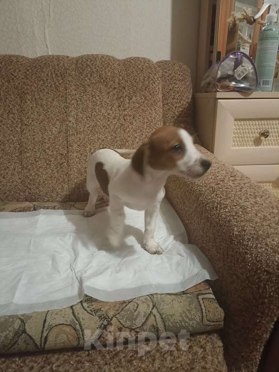 Собаки в Москве: Продаются  щенки Девочка, 25 000 руб. - фото 4