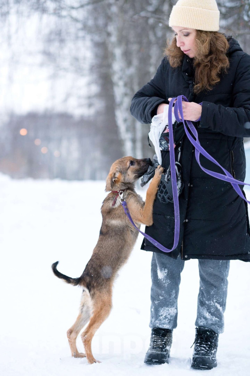 Собаки в Воскресенске: Смурфик ищет дом! Мальчик, Бесплатно - фото 4