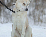 Собаки в Москве: Бася Девочка, Бесплатно - фото 3