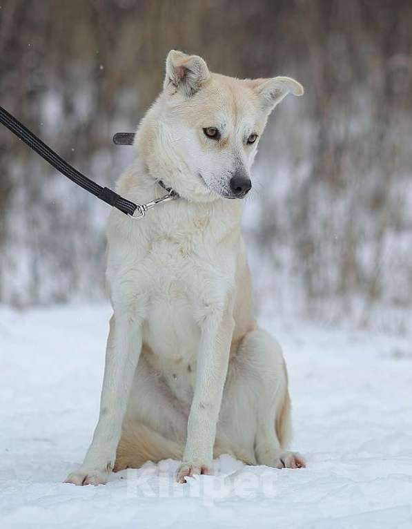 Собаки в Москве: Бася Девочка, Бесплатно - фото 3