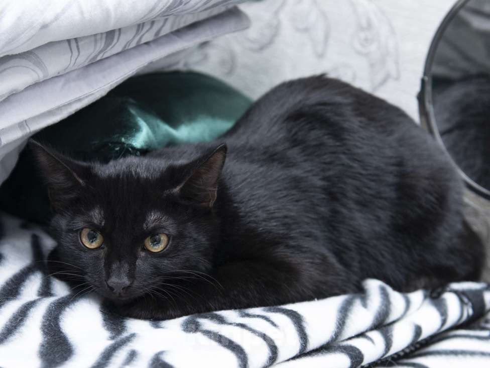 Кошки в Москве: Котёнок ищет дом  Мальчик, Бесплатно - фото 2