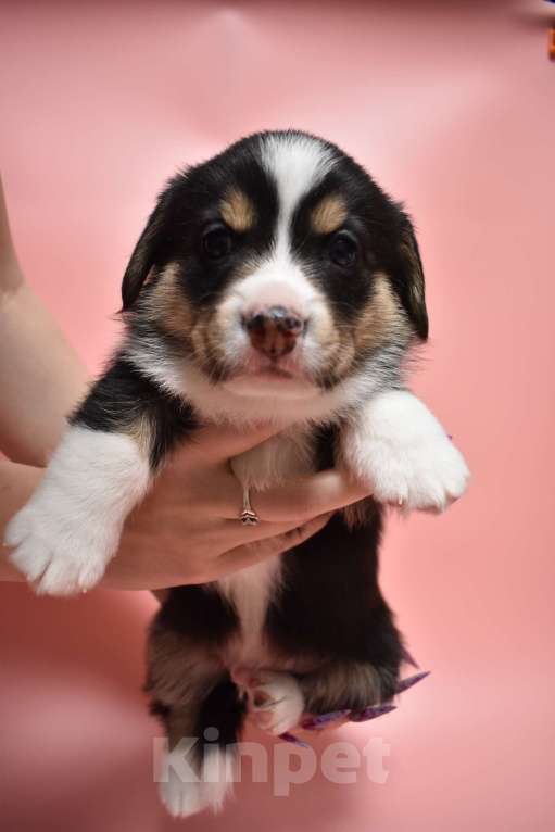 Собаки в Москве: Щенки вельш корги кардиган Девочка, Бесплатно - фото 2