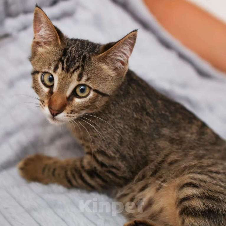 Кошки в Москве: Камышика никто не замечает Мальчик, Бесплатно - фото 2