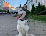 Собаки в Санкт-Петербурге: Отдам хаски в добрые руки Девочка, Бесплатно - фото 2