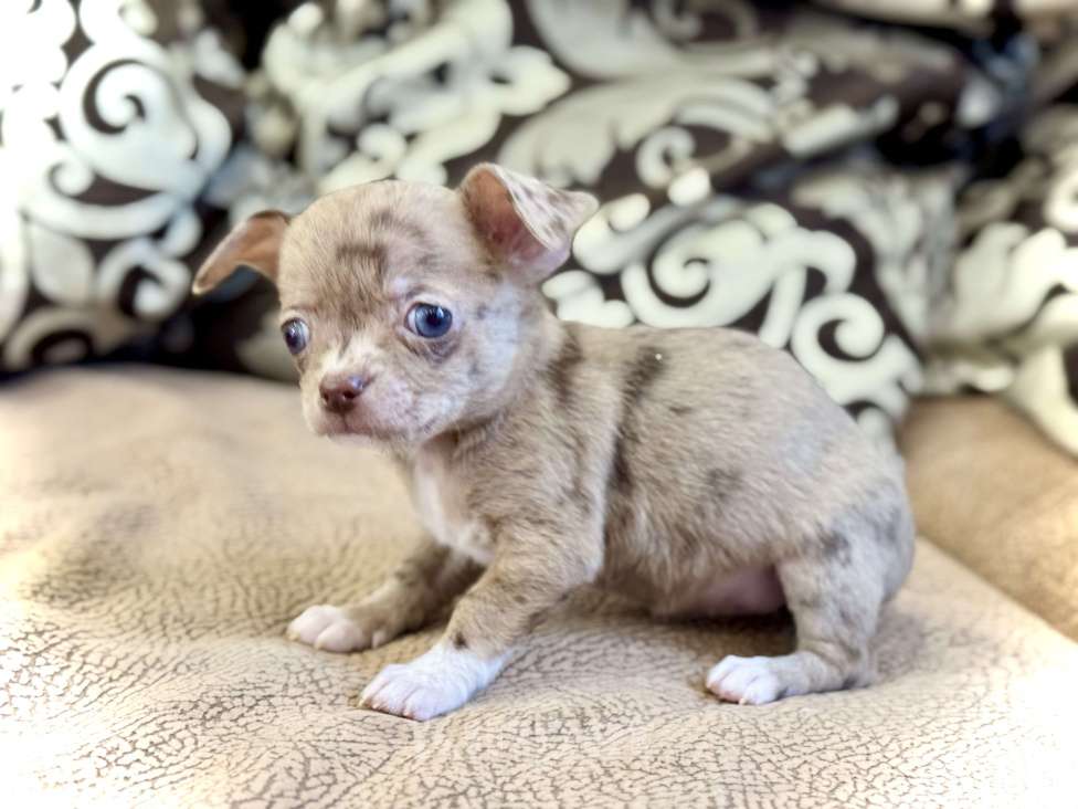 Собаки в Балашихе: Девочка чихуахуа  Девочка, 50 000 руб. - фото 3
