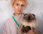 Кошки в Ликино-Дулево: Хайленд фолд котик редкого окраса  соболь Мальчик, 60 000 руб. - фото 8