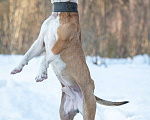Собаки в Москве: Красавец стафф Перс в добрые руки Мальчик, 1 руб. - фото 7