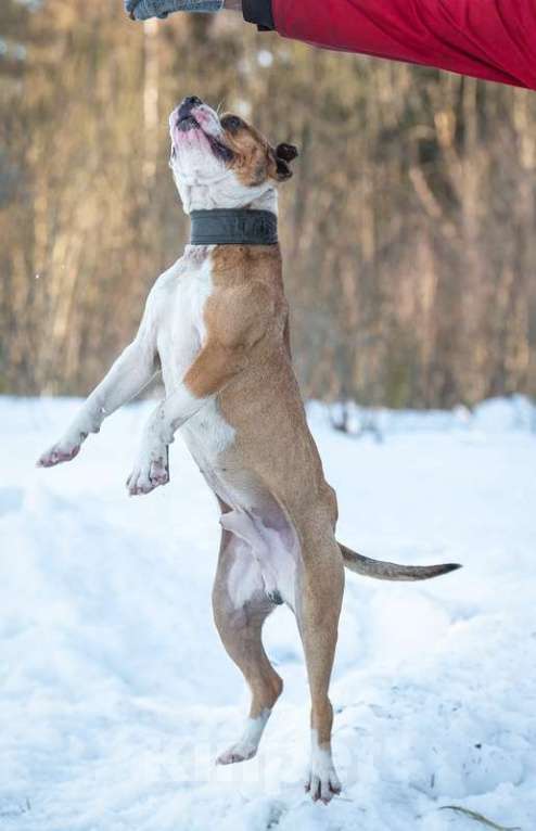 Собаки в Москве: Красавец стафф Перс в добрые руки Мальчик, 1 руб. - фото 7