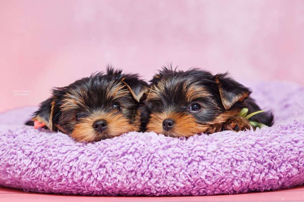 Собаки в Ульяновске: Щенки йоркширского терьера Девочка, Бесплатно - фото 5