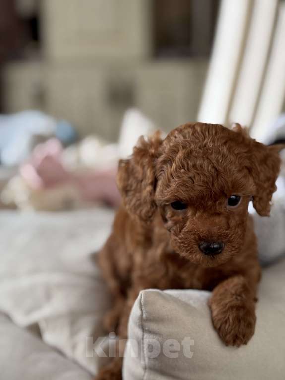 Собаки в Москве: Той пудель РКФ Китай Тедди  Мальчик, 170 000 руб. - фото 2