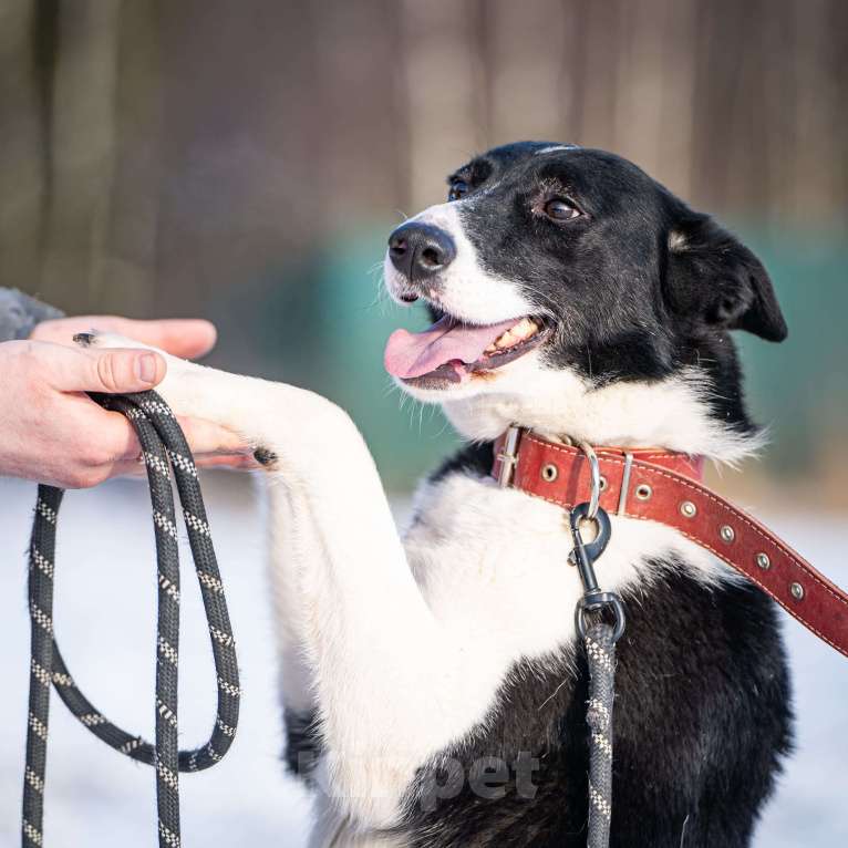 Собаки в Клине: Джоли - звёздная собачка Девочка, Бесплатно - фото 10