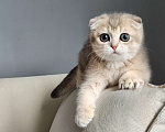 Кошки в Москве: Продажа породистых шотландских котят Девочка, 40 000 руб. - фото 2