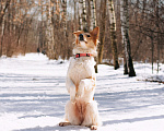 Собаки в Москве: Ищет дом рыже-беленькая красотка и умняша - Цири! Девочка, Бесплатно - фото 8