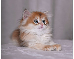Кошки в Москве: Котенок британская золотая шиншилла Девочка, Бесплатно - фото 2