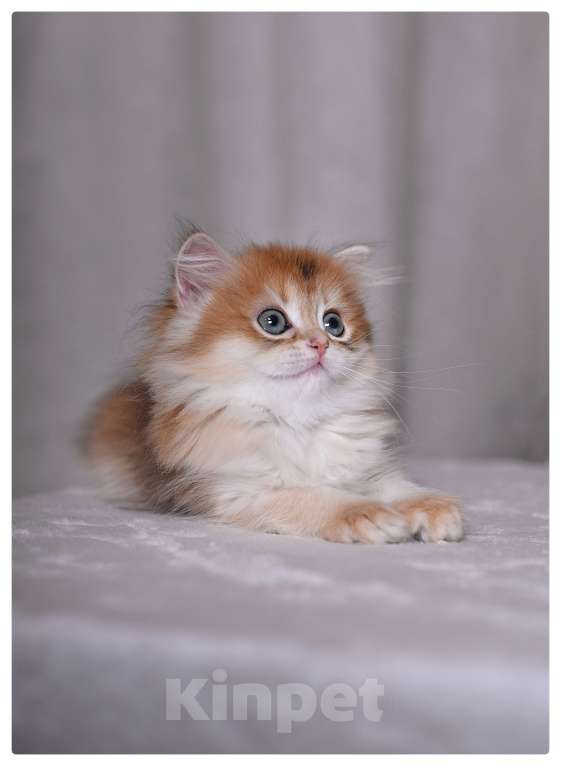 Кошки в Москве: Котенок британская золотая шиншилла Девочка, Бесплатно - фото 2