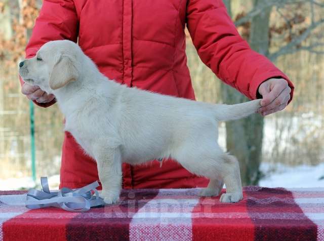 Собаки в Калининграде: Щенки Лабрадора от родителей-чемпионов Мальчик, 60 000 руб. - фото 2