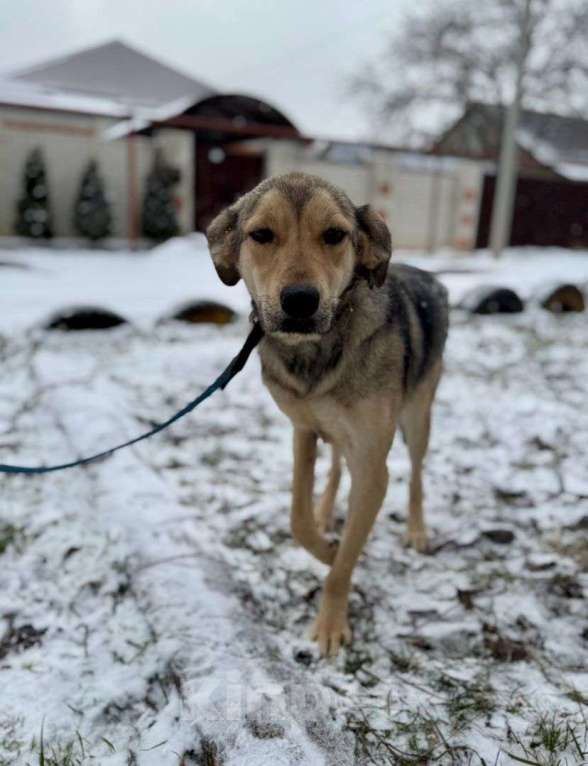 Собаки в Ставрополе: Юна хочет домой Девочка, Бесплатно - фото 6