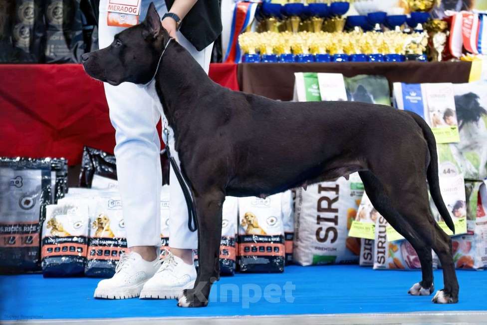 Собаки в Санкт-Петербурге: Щенки - Прайтер Девочка, 65 000 руб. - фото 5