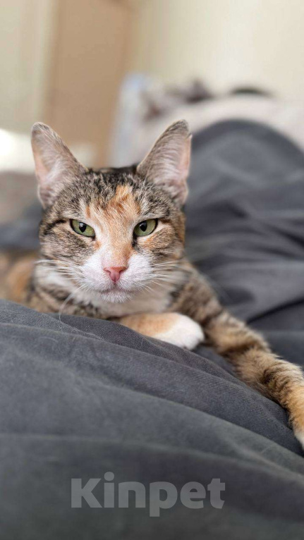 Кошки в Балашихе: Муза, кошечка с раком Девочка, Бесплатно - фото 1