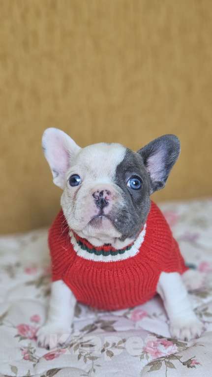 Собаки в Химках: Французский бульдог щенки Девочка, 50 000 руб. - фото 3