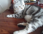 Кошки в Киселевске: Кот на вязку, 500 руб. - фото 1