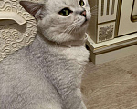 Кошки в Нытве: Кот на Вязку, 1 000 руб. - фото 3
