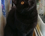 Кошки в Уржуме: Шикарный чёрный красавчик, 3 000 руб. - фото 3