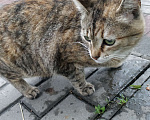 Кошки в Королеве: Серенькая, ласковая, бывшая домашняя Девочка, Бесплатно - фото 4