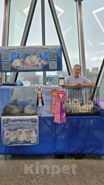 Кошки в Омске: Невские маскарадные котята мальчики Мальчик, 60 000 руб. - фото 2