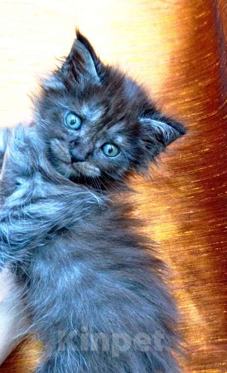 Кошки в Москве: Мейн кун мальчик Мальчик, 45 000 руб. - фото 1