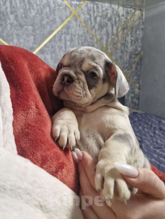 Собаки в других городах Московской области: Королева красоты Девочка, 100 000 руб. - фото 8