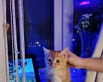 Кошки в Москве: В Добрые Руки Мальчик, 25 руб. - фото 1
