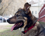 Собаки в Москве: Лиза Девочка, Бесплатно - фото 1