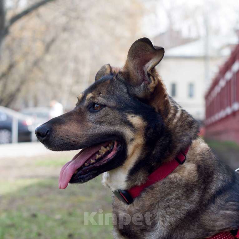 Собаки в Москве: Лиза Девочка, Бесплатно - фото 1